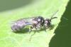 Psenulus sp.